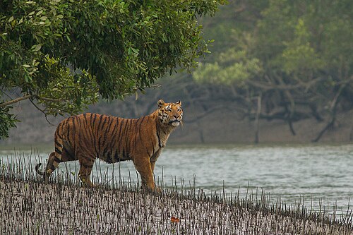 Sundarban Express — 写真4