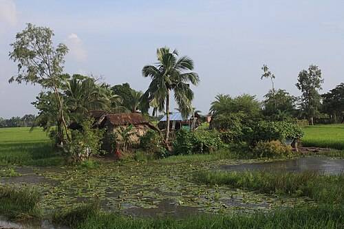 Sundarban Express — 写真2