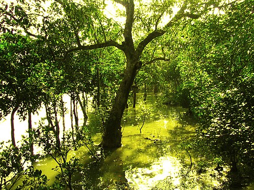 Sundarban Express — 写真3