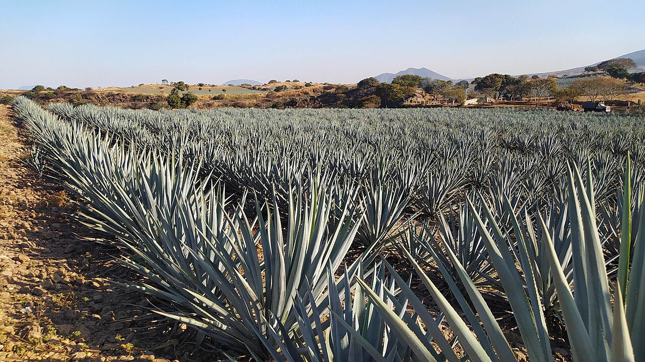 José Cuervo Express — Guadalajara to Tequila