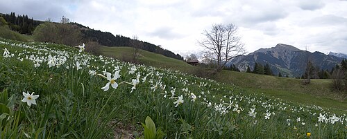 Prättigau Line — 写真3